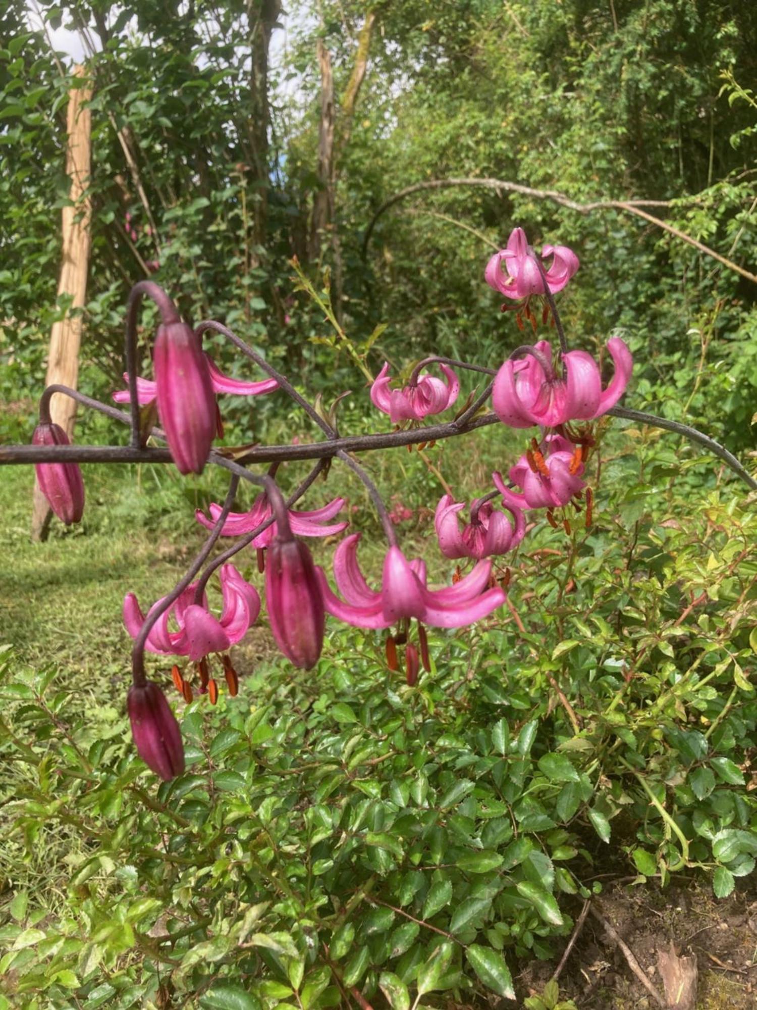 Le Jardin Secret * Semur-en-Auxois